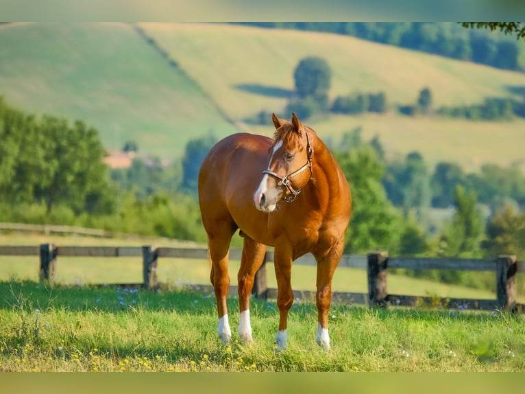 American Quarter Horse Hengst 3 Jaar 150 cm Vos in M&#xFC;nchen