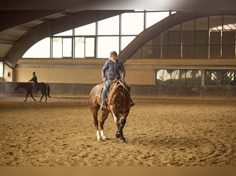 American Quarter Horse Hengst 3 Jaar 150 cm Vos in M&#xFC;nchen