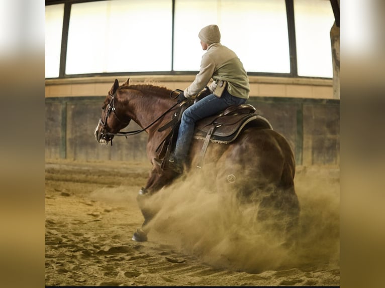 American Quarter Horse Hengst 3 Jaar 150 cm Vos in München