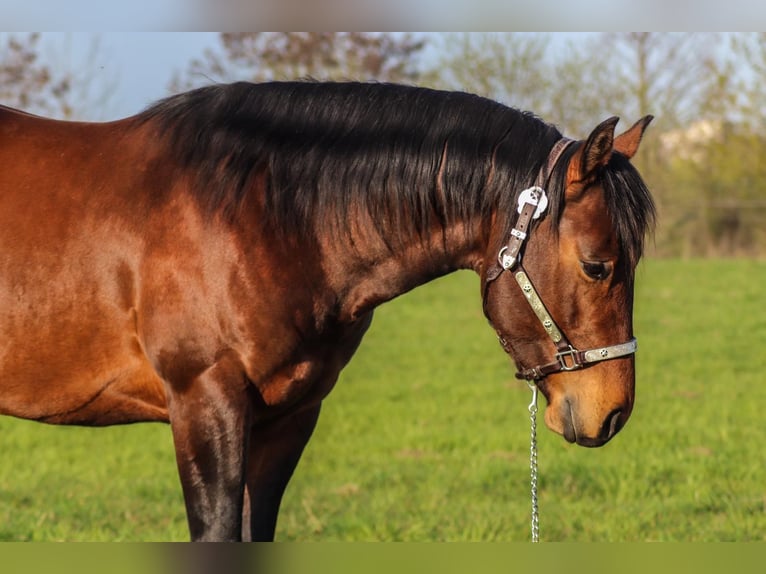 American Quarter Horse Hengst 3 Jaar 150 cm in Bell