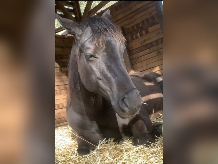 American Quarter Horse Hengst 3 Jaar 151 cm Zwart in Saarbrücken