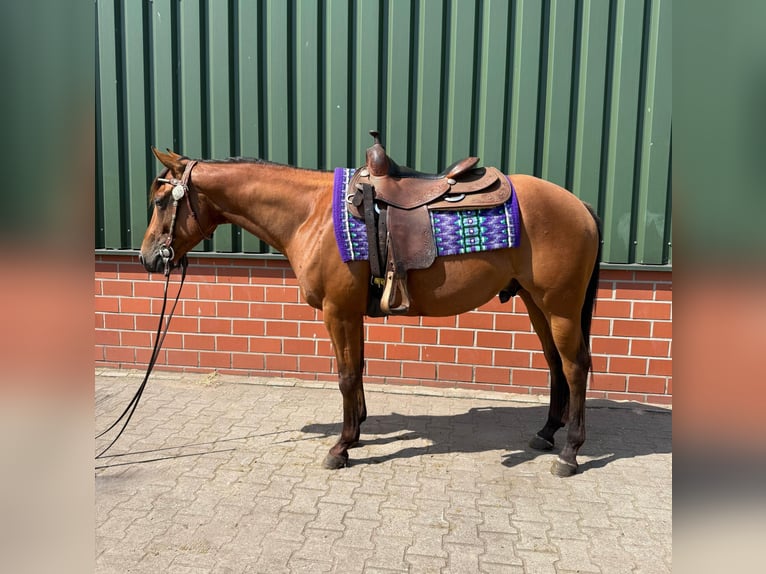 American Quarter Horse Hengst 3 Jaar 152 cm Bruin in Haren