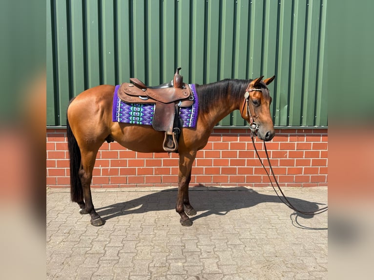 American Quarter Horse Hengst 3 Jaar 152 cm Bruin in Haren