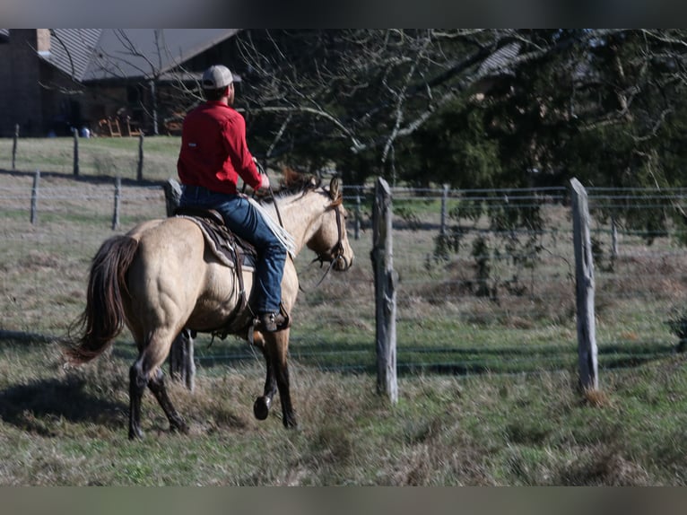 American Quarter Horse Hengst 3 Jaar 152 cm Buckskin in Wells, TX