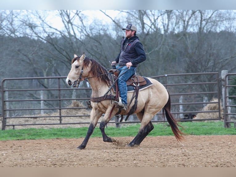 American Quarter Horse Hengst 3 Jaar 152 cm Buckskin in Wells, TX