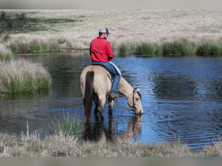 American Quarter Horse Hengst 3 Jaar 152 cm Buckskin in Wells, TX