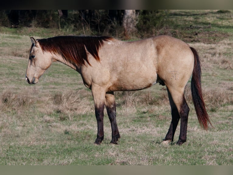 American Quarter Horse Hengst 3 Jaar 152 cm Buckskin in Wells, TX