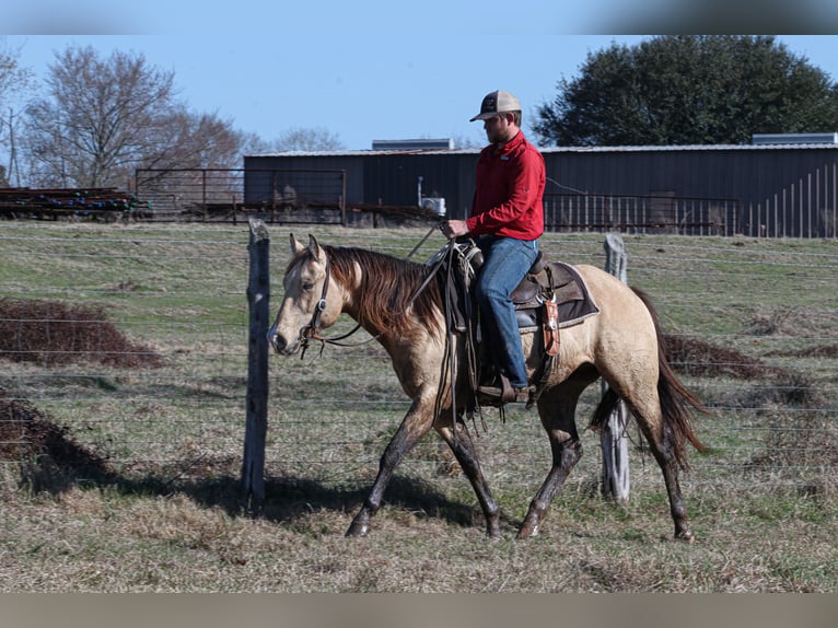 American Quarter Horse Hengst 3 Jaar 152 cm Buckskin in Wells, TX