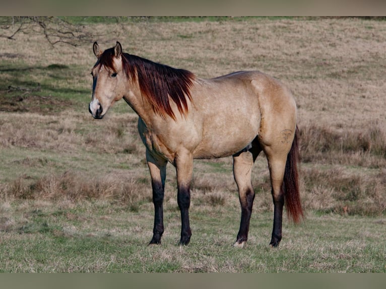 American Quarter Horse Hengst 3 Jaar 152 cm Buckskin in Wells, TX