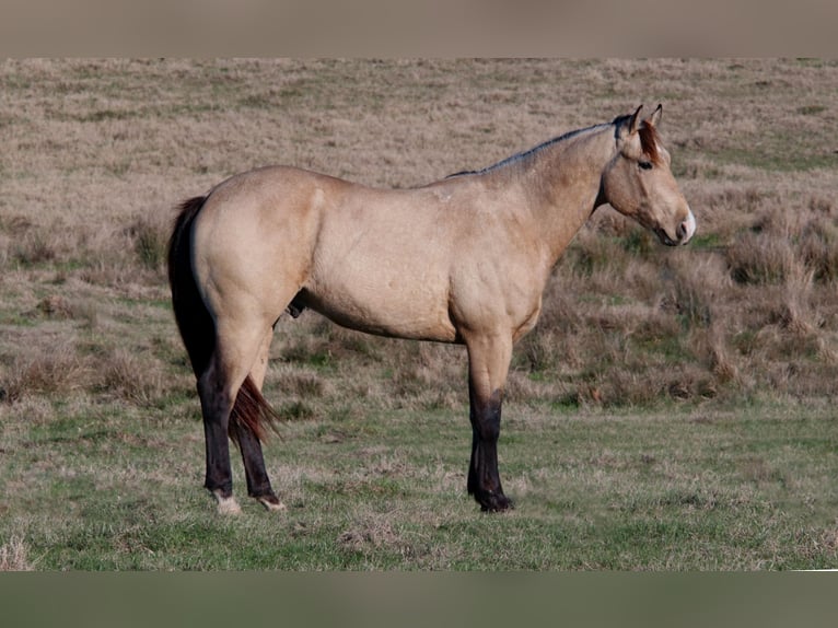 American Quarter Horse Hengst 3 Jaar 152 cm Buckskin in Wells, TX