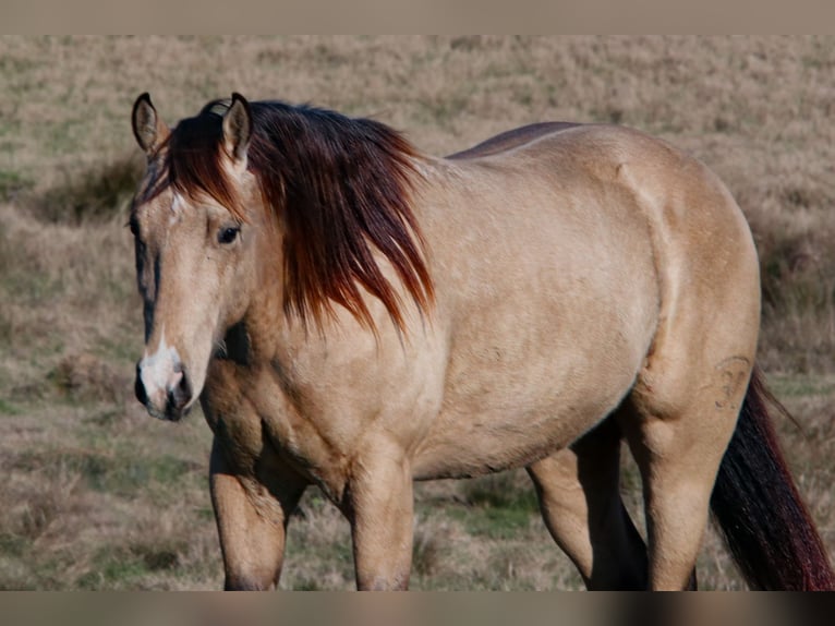 American Quarter Horse Hengst 3 Jaar 152 cm Buckskin in Wells, TX