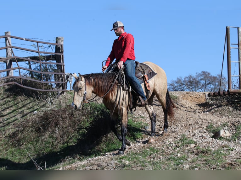 American Quarter Horse Hengst 3 Jaar 152 cm Buckskin in Wells, TX