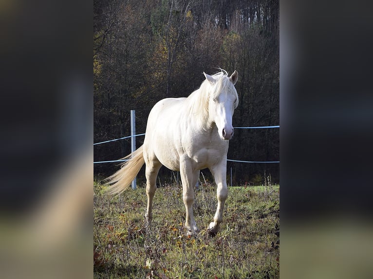 American Quarter Horse Hengst 3 Jaar 152 cm Cremello in Łagów