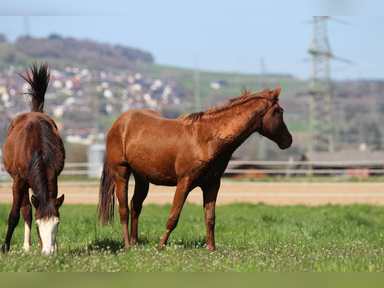 American Quarter Horse Hengst 3 Jaar 152 cm Donkere-vos in Waldshut-Tiengen