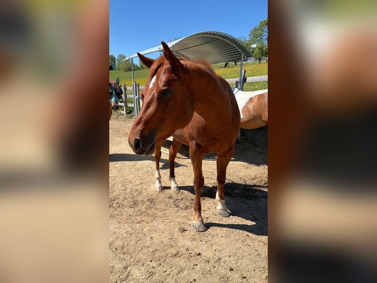 American Quarter Horse Hengst 3 Jaar 152 cm Vos in Rheinfelden