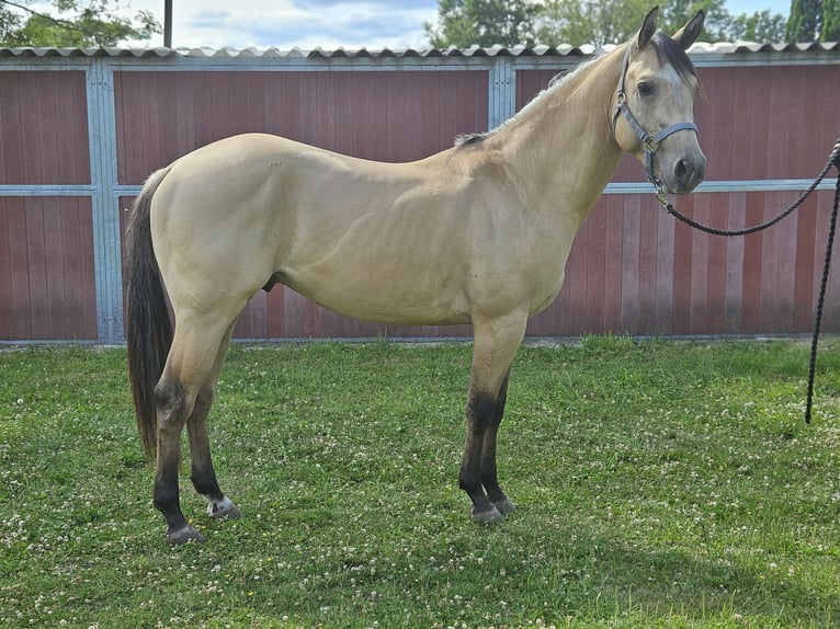 American Quarter Horse Hengst 3 Jaar 153 cm Buckskin in Bergkamen