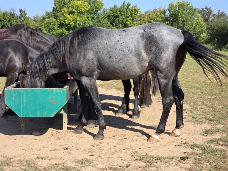 American Quarter Horse Hengst 3 Jaar 153 cm Roan-Blue in Saarburg