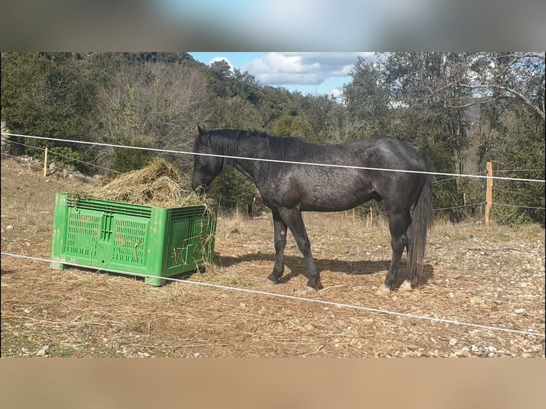 American Quarter Horse Hengst 3 Jaar 153 cm Roan-Blue in Saarburg