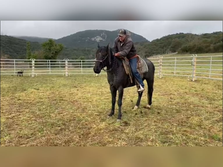 American Quarter Horse Hengst 3 Jaar 153 cm Roan-Blue in Saarburg