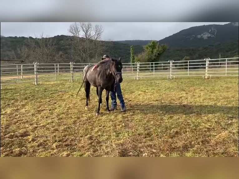 American Quarter Horse Hengst 3 Jaar 153 cm Roan-Blue in Saarburg