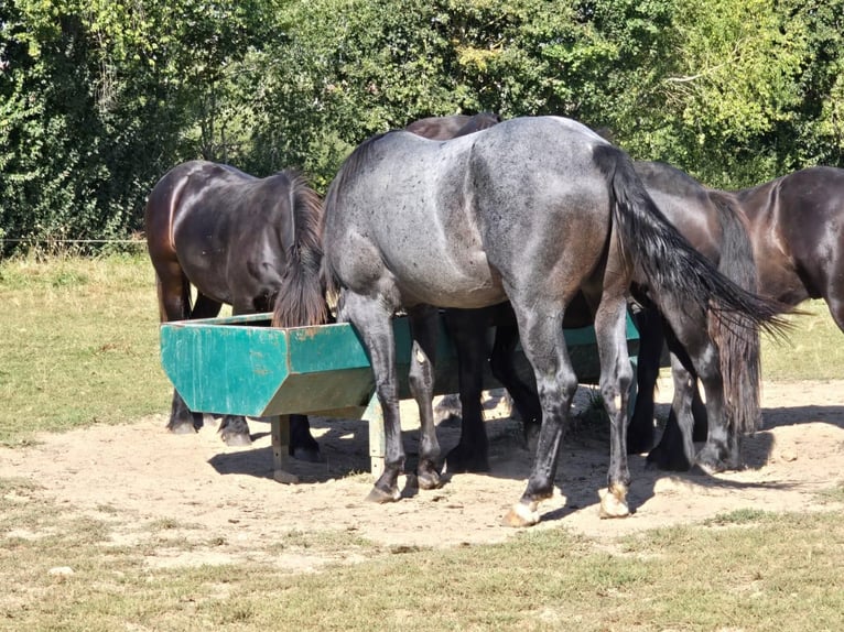 American Quarter Horse Hengst 3 Jaar 153 cm Roan-Blue in Saarburg