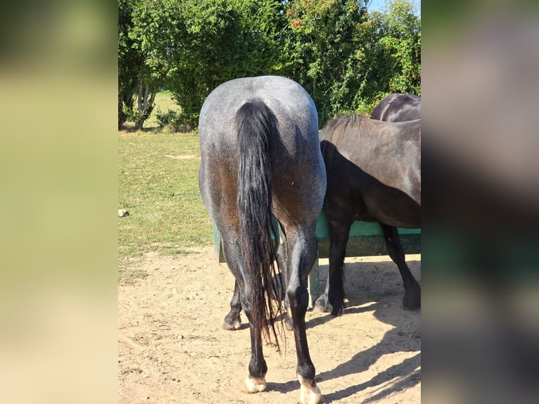 American Quarter Horse Hengst 3 Jaar 153 cm Roan-Blue in Saarburg