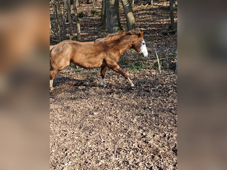 American Quarter Horse Hengst 3 Jaar 154 cm Vos in Klingenberg am Main