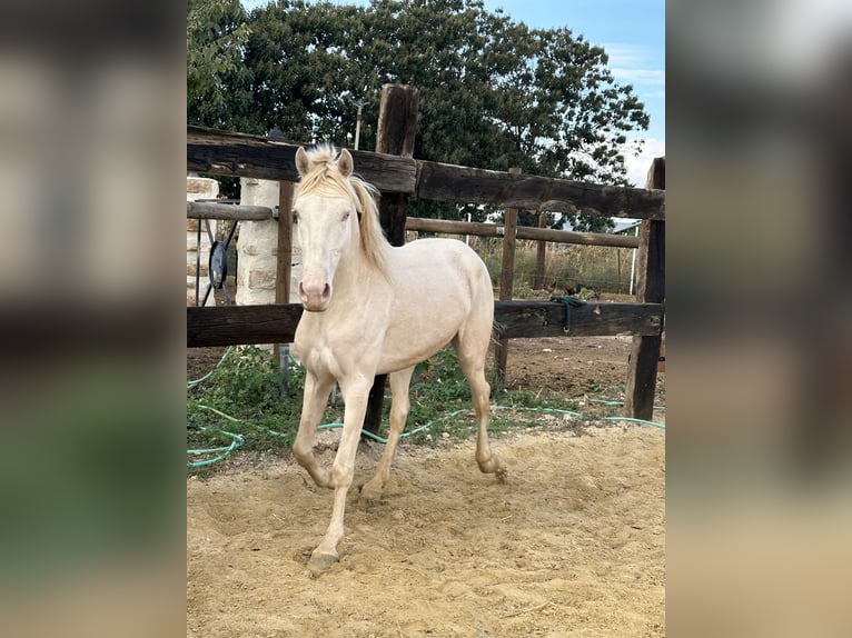 American Quarter Horse Hengst 3 Jaar 155 cm Cremello in Albacete