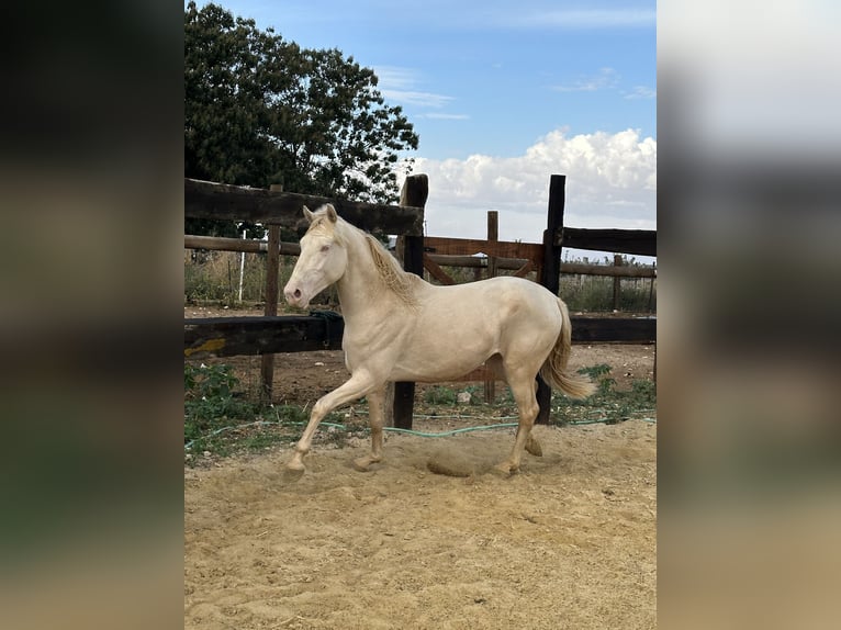 American Quarter Horse Hengst 3 Jaar 155 cm Cremello in Albacete