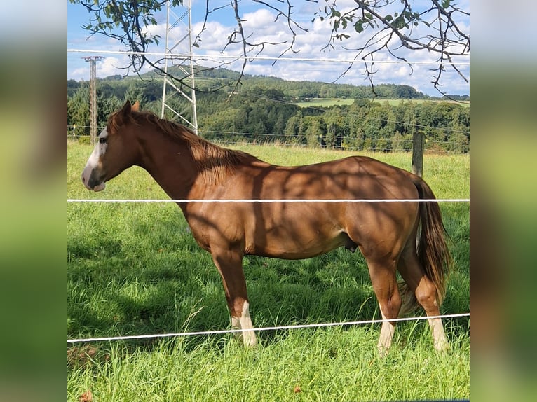 American Quarter Horse Hengst 3 Jaar 155 cm Donkere-vos in Eberbach