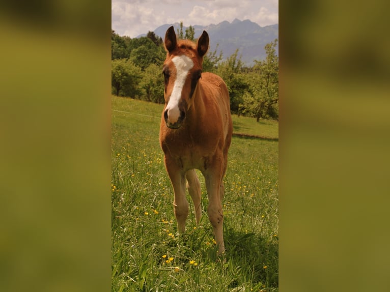 American Quarter Horse Hengst 3 Jaar 155 cm Rabicano in Rohrdorf