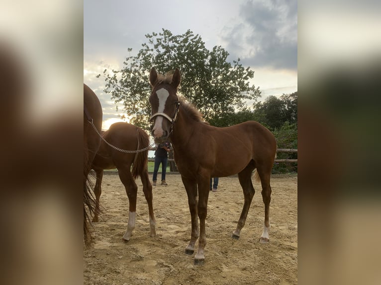 American Quarter Horse Hengst 3 Jaar 155 cm Rabicano in Rohrdorf