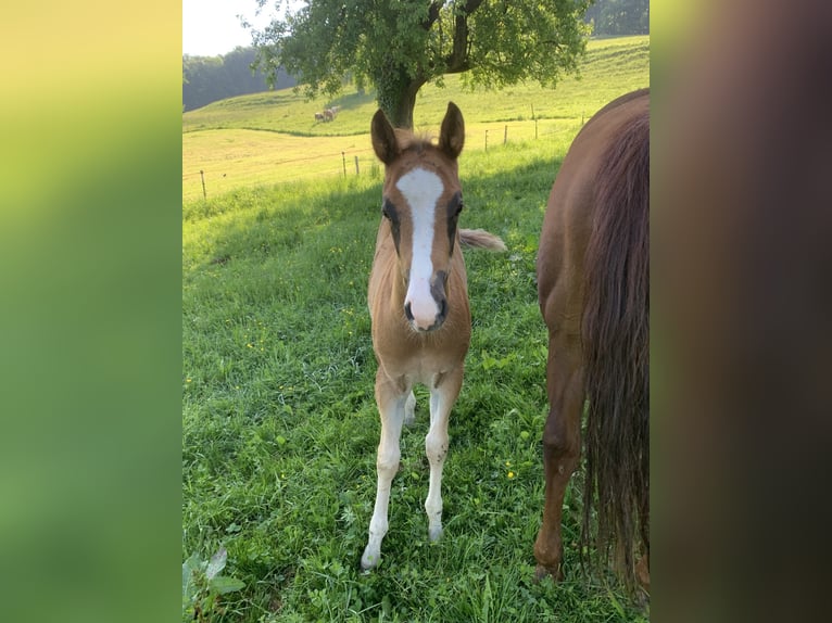 American Quarter Horse Hengst 3 Jaar 155 cm Rabicano in Rohrdorf