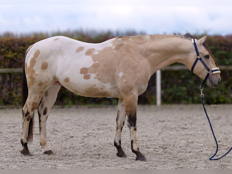 American Quarter Horse Hengst 3 Jaar 158 cm Palomino in Neustadt (Wied)