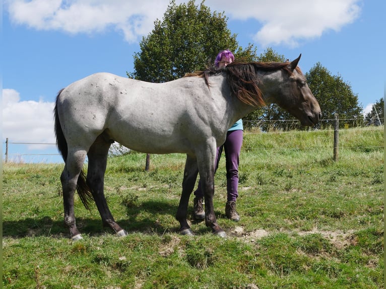 American Quarter Horse Hengst 3 Jaar 158 cm Roan-Blue in Kirchberg