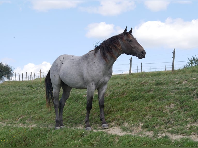 American Quarter Horse Hengst 3 Jaar 158 cm Roan-Blue in Kirchberg