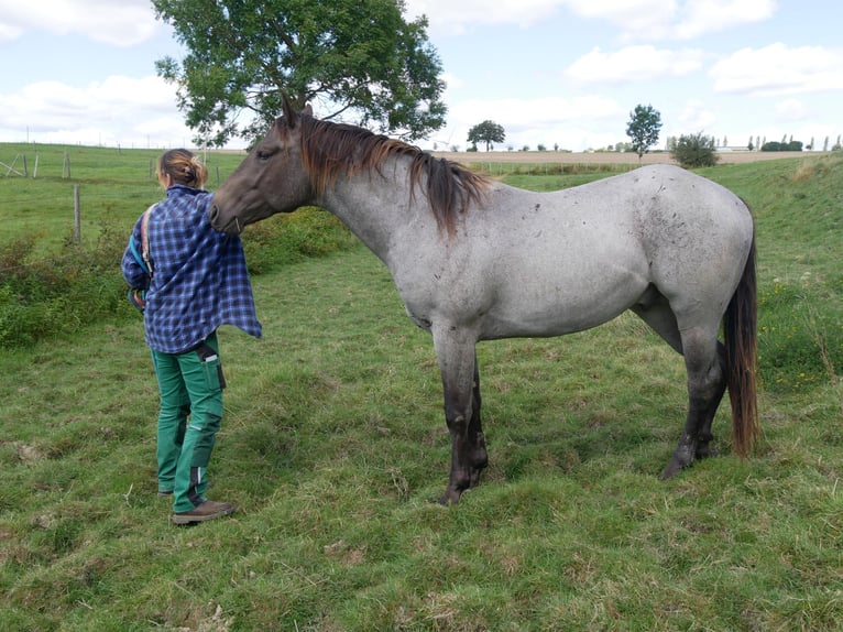 American Quarter Horse Hengst 3 Jaar 158 cm Roan-Blue in Kirchberg