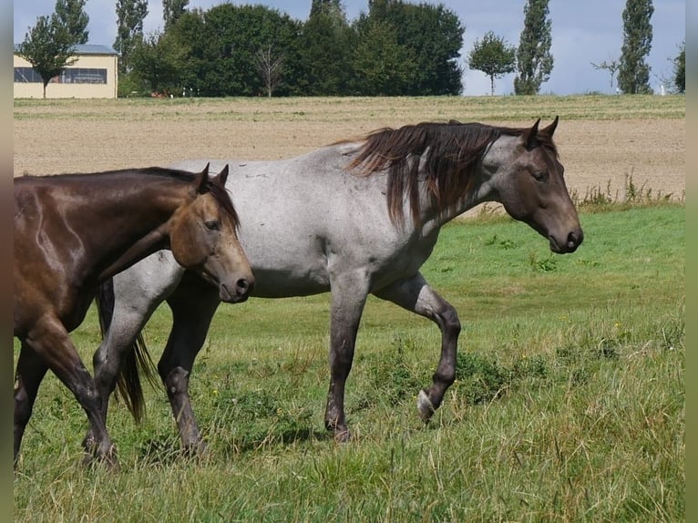 American Quarter Horse Hengst 3 Jaar 158 cm Roan-Blue in Kirchberg