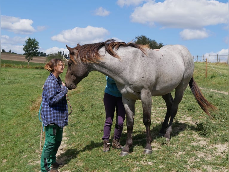 American Quarter Horse Hengst 3 Jaar 158 cm Roan-Blue in Kirchberg