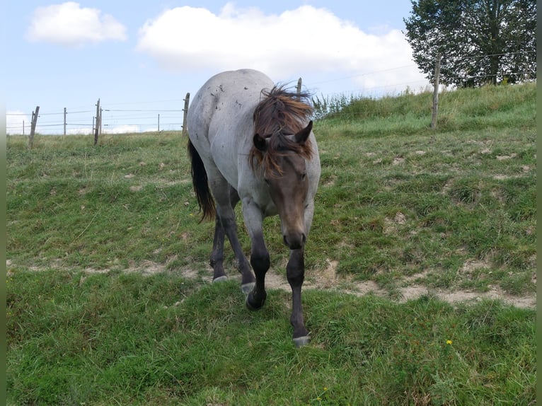 American Quarter Horse Hengst 3 Jaar 158 cm Roan-Blue in Kirchberg