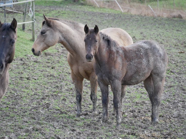 American Quarter Horse Hengst 3 Jaar 158 cm Roan-Blue in Kirchberg