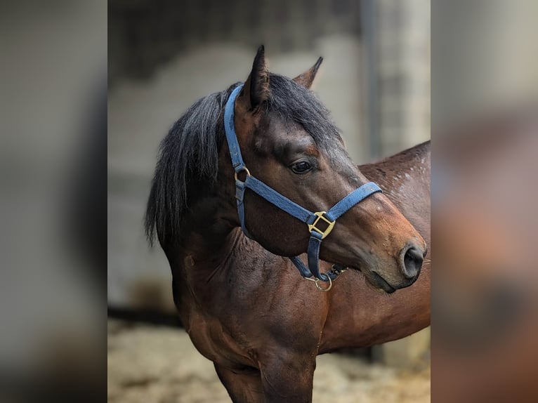 American Quarter Horse Hengst 3 Jaar 160 cm Donkerbruin in Herren Sulzbach