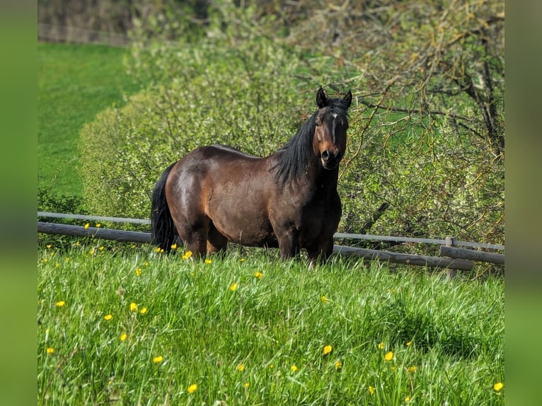 American Quarter Horse Hengst 3 Jaar 160 cm Donkerbruin in Herren Sulzbach