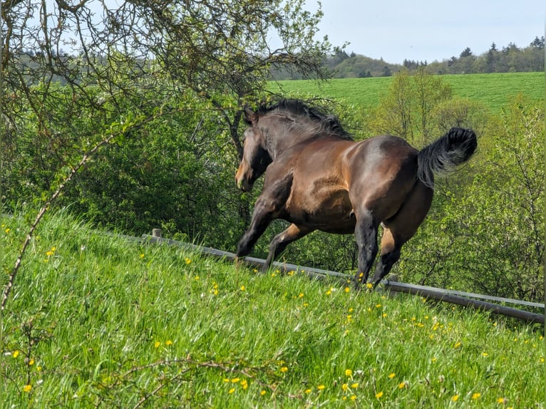 American Quarter Horse Hengst 3 Jaar 160 cm Donkerbruin in Herren Sulzbach