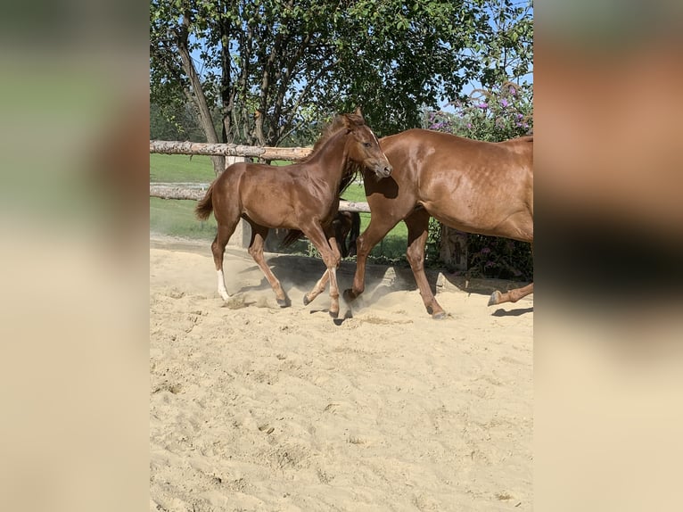 American Quarter Horse Hengst 3 Jaar 160 cm Donkere-vos in Rohrdorf