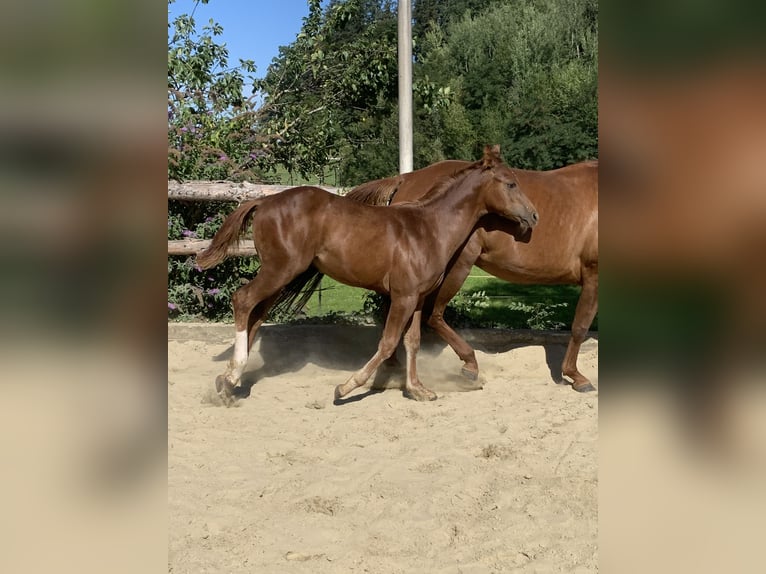 American Quarter Horse Hengst 3 Jaar 160 cm Donkere-vos in Rohrdorf