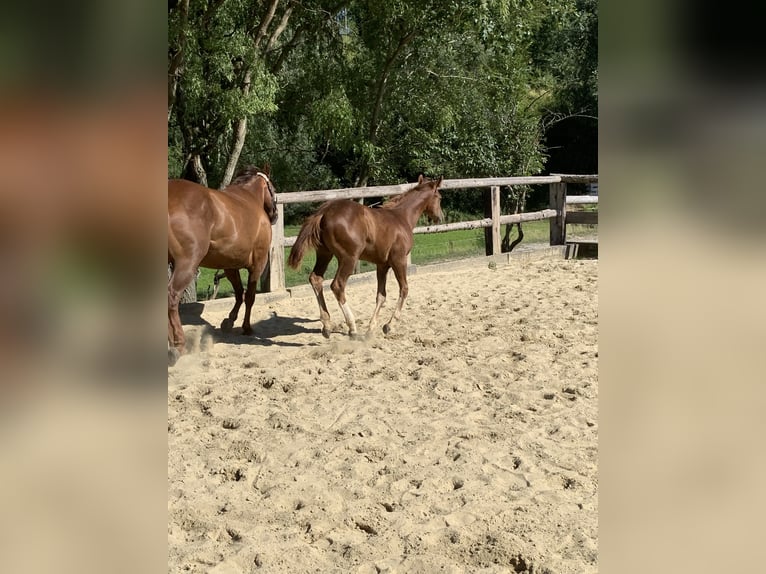 American Quarter Horse Hengst 3 Jaar 160 cm Donkere-vos in Rohrdorf