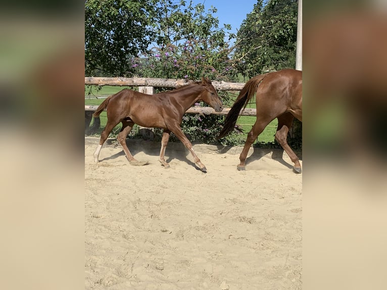 American Quarter Horse Hengst 3 Jaar 160 cm Donkere-vos in Rohrdorf