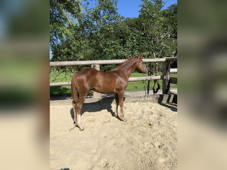 American Quarter Horse Hengst 3 Jaar 160 cm Donkere-vos in Rohrdorf