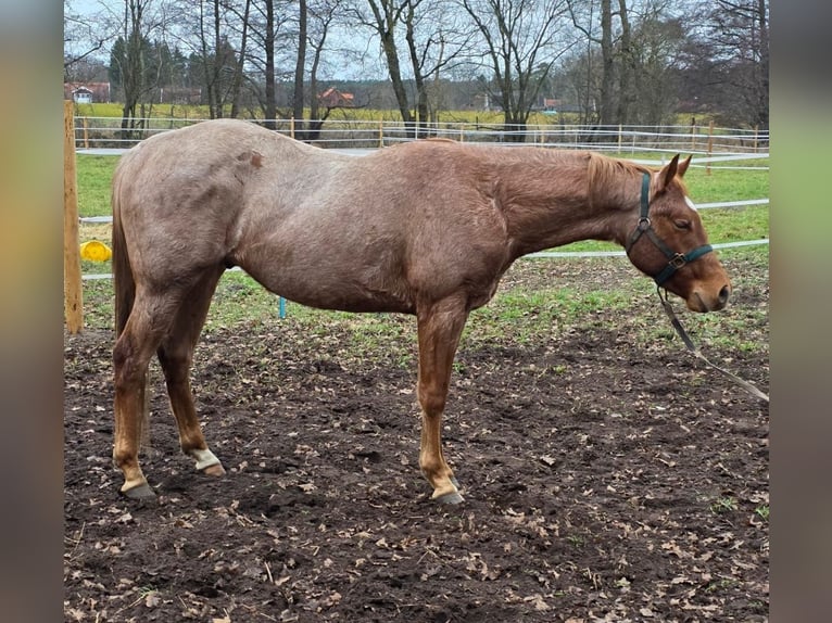 American Quarter Horse Hengst 3 Jaar 160 cm Roan-Red in Winsen (Aller)